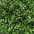 Blooming Cotoneaster Hedge 3D model small image 2