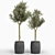 Olive Tree: Authentic Olea europaea 3D model small image 1