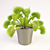 Petite Venus Flytrap - 22cm 3D model small image 1