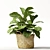 Tropical Beauty: Ficus Lyrata 3D model small image 1