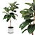 Medium Ficus Elastica Decora: Indoor Rubber Tree in Concrete Pot 3D model small image 1