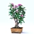 Desert Bloom: Adenium 3D model small image 2