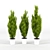 Evergreen Cupressus Wilma - 3D Plant Model 3D model small image 1