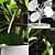 Lush Pilea Peperomioides Plant 3D model small image 2