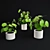 Lush Pilea Peperomioides Plant 3D model small image 3