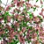 Realistic Pink Dogwood Blossom Branches 3D model small image 2