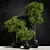 Natural Foliage: Ficus Benjamin 3D model small image 1