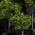 Natural Foliage: Ficus Benjamin 3D model small image 2