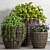 Maxima Decor Set: PLANT-51 3D model small image 1