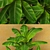 Tropical Banana Palm Trio 3D model small image 2