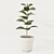 Concrete Pot Ficus 3D model small image 1