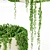 String Of Pearls Plant: Beautiful and Versatile 3D model small image 2