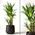 Lifelike Yucca Plant Model 3D model small image 1