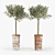 Mediterranean Olive Tree 3D 3D model small image 1