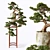 Elegant Bonsai Tree for Home Decor 3D model small image 1