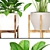 Potted Plant Collection 8 3D model small image 2
