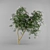 Persian Silk Tree - Adult Forms 3D model small image 1