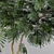 Persian Silk Tree - Adult Forms 3D model small image 3