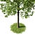 Natural Beech Tree Model 3D model small image 3