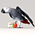 Talented Talking Parrot: Jaco 3D model small image 1