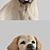 VRayFur Labrador Retriever Model 3D model small image 2