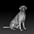 VRayFur Labrador Retriever Model 3D model small image 3