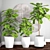 Graceful Ficus Lyrata Assortment 3D model small image 1