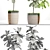 Lyrical Ficus Collection 3D model small image 3