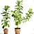 Ficus Lyrata Collection: Exquisite Greenery 3D model small image 1