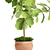 Ficus Lyrata Collection: Exquisite Greenery 3D model small image 2