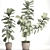 Ficus Lyrata Collection: Exquisite Greenery 3D model small image 3