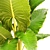 Lush Tropical Alocasia Macrorrhiza 3D model small image 2