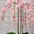 Exquisite Orchid Model - High-Quality 3D Max & OBJ Formats 3D model small image 2