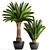 Lush Palm Collection: Phoenix Canariensis 3D model small image 1