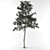 3D Pine Tree Model 3D model small image 1