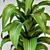 Fragrant Dracaena Plant in Pot 3D model small image 2