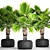 Exotic Brahea Edulis Palm 3D model small image 1