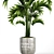 Tropical Plant Collection: Alocasia, Howea Forsteriana 3D model small image 2