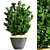 Evergreen Boxwood Shrub 3D model small image 1