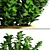 Evergreen Boxwood Shrub 3D model small image 2