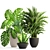 Tropical Plant Collection: Howea, Monstera, Sansevieria 3D model small image 1