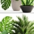 Tropical Plant Collection: Howea, Monstera, Sansevieria 3D model small image 2