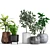 Variety of Plants and Modern Planter 3D model small image 1