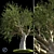 Mediterranean Evergreen Olive Tree 3D model small image 1