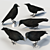 Carrion Crow Models - Urban Avian Replicas 3D model small image 2