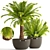 Exotic Phoenix Roebelenii Palm Collection 3D model small image 1