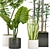 Tropical Indoor Plant Set 3D model small image 2