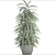 Ficus Alii: Stylish Indoor Decor Tree 3D model small image 3