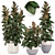 Scandinavian Style Ficus Collection 3D model small image 1