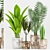 Rusty Pot Plant Set: Dracaena, Baana, Sansevieria & Palm 3D model small image 1